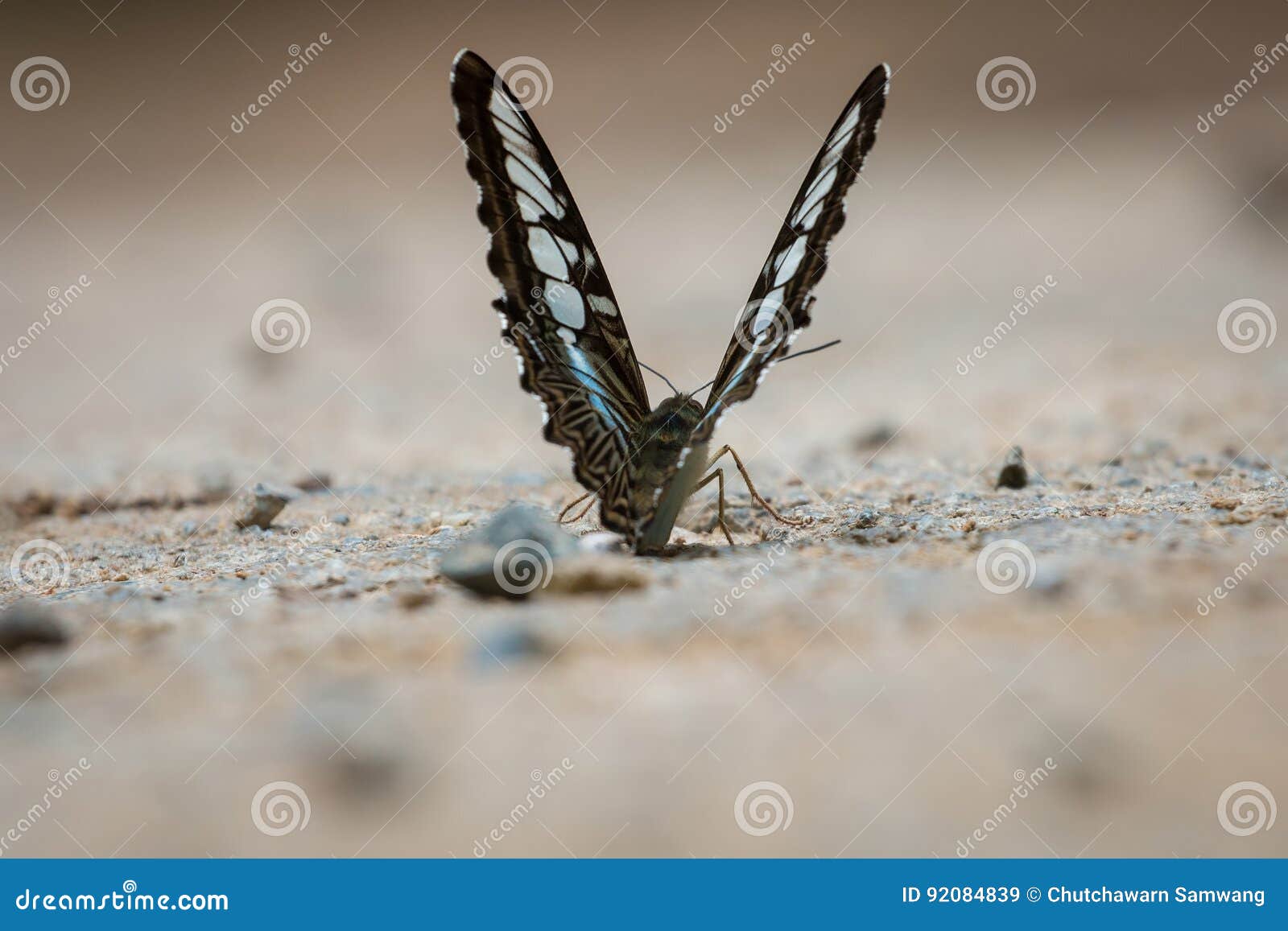 Butterfly stock image. Image of beautiful, life, lick 92084839