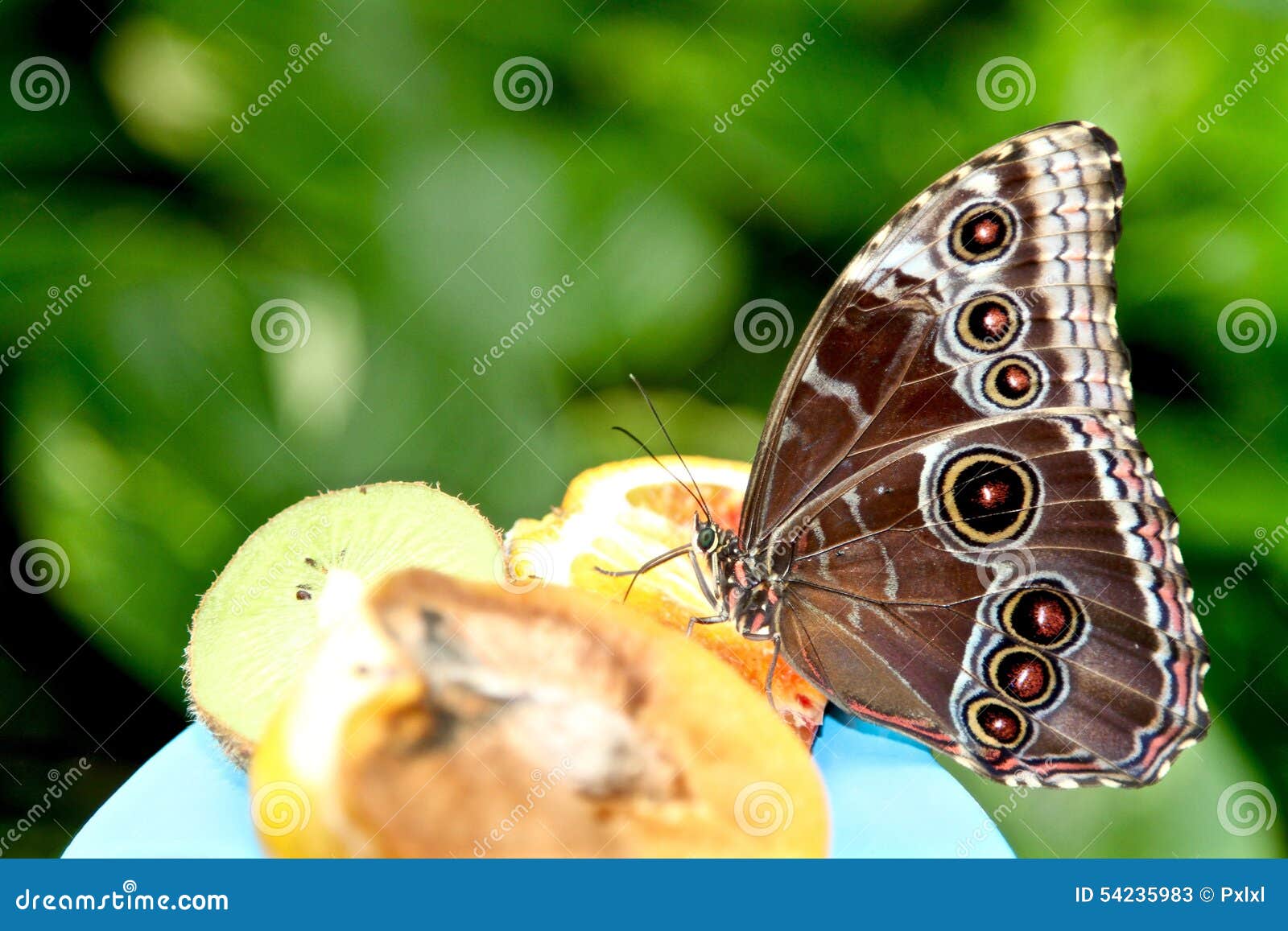 Butterfly Eating Some Fruit Stock Image Image of fancy, papilio 54235983