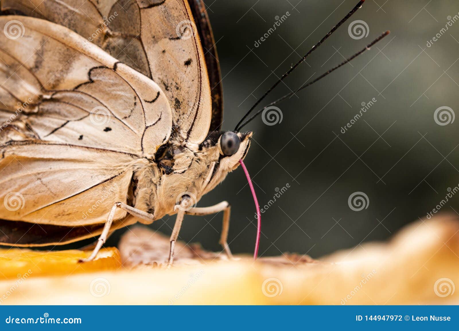 Butterfly eating stock photo. Image of orchideeenhoeve 144947972