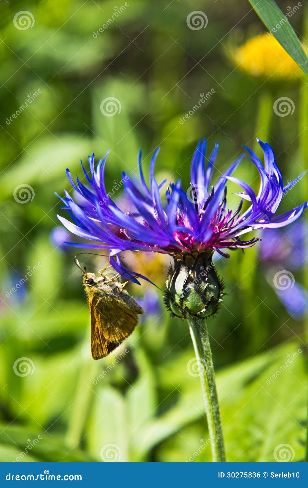 The Butterfly Eats Flower Nectar Stock Photo Image of honeydew