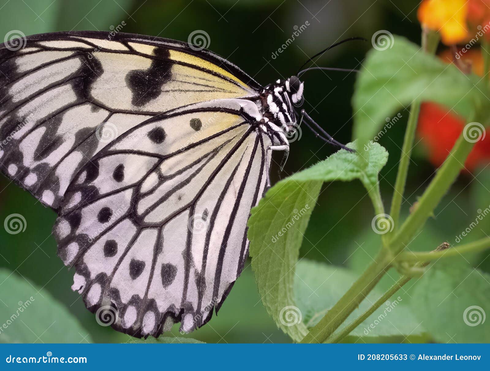 The Butterfly Eats Nectar of Flowers. Stock Image Image of beauty