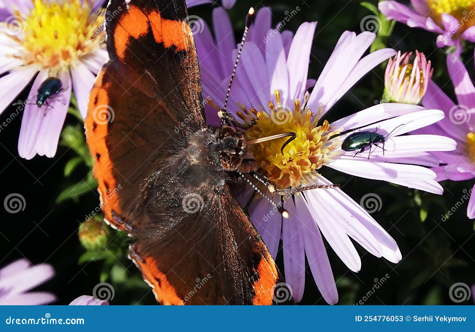 Butterfly eats nectar stock image. Image of beetles 254776053