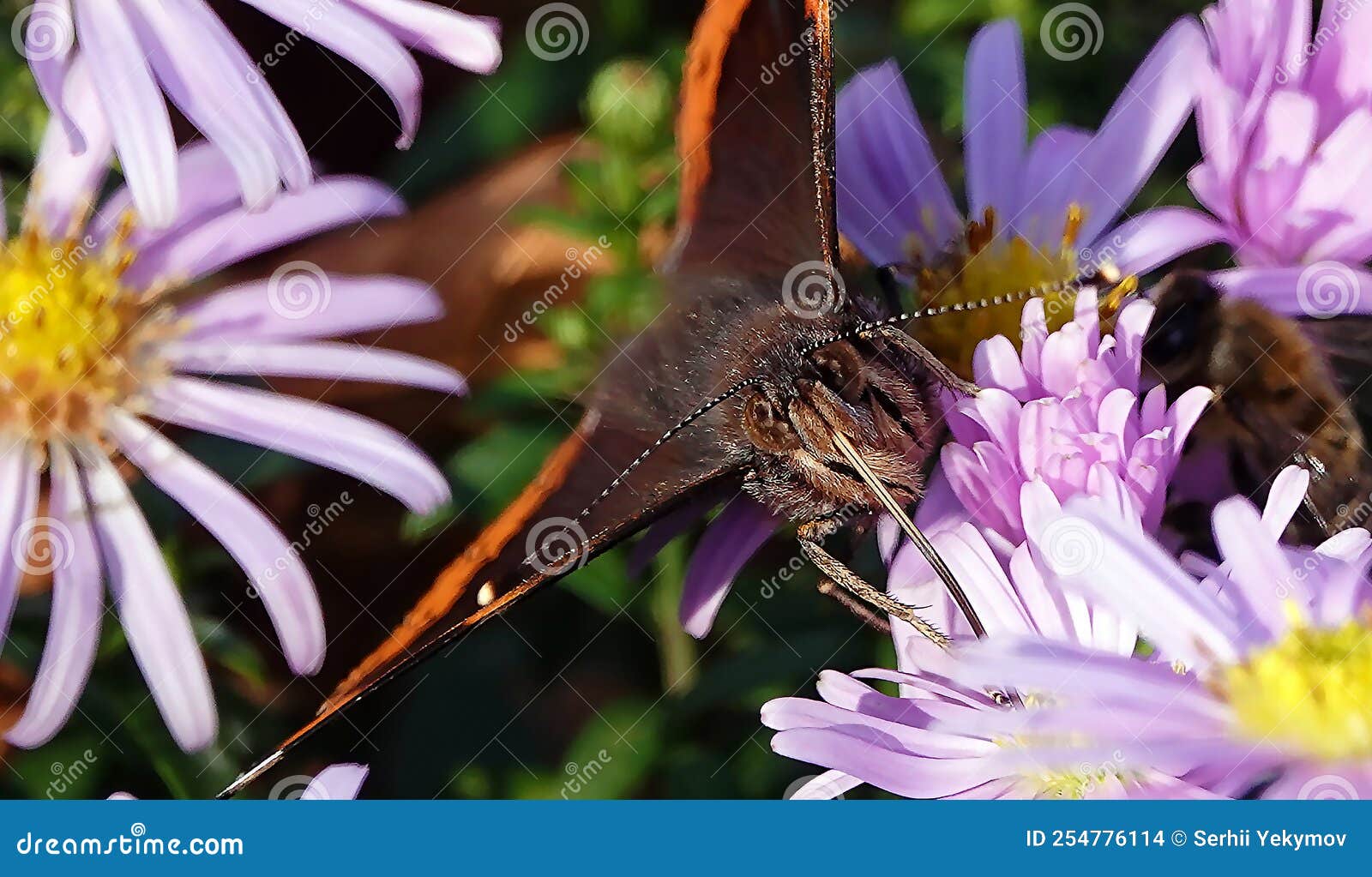 Butterfly eats nectar stock photo. Image of flowers 254776114