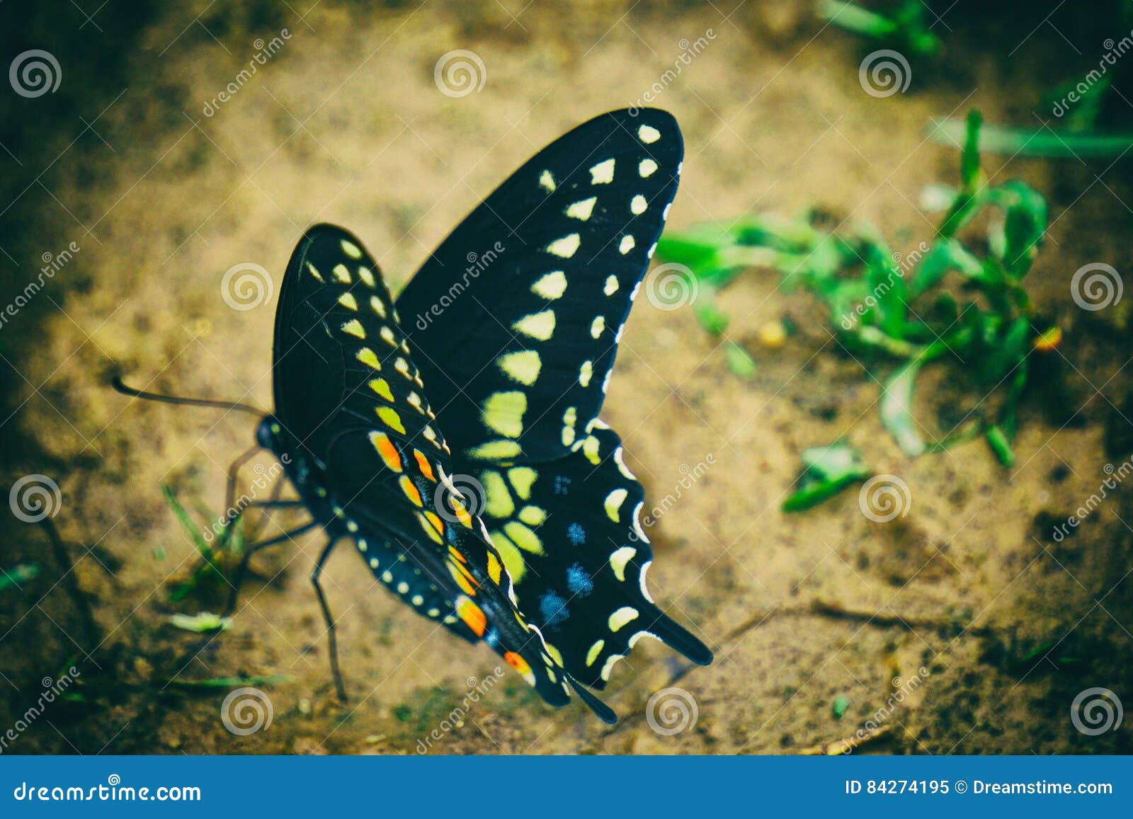 Butterfly effect stock image. Image of butterfly, country 84274195
