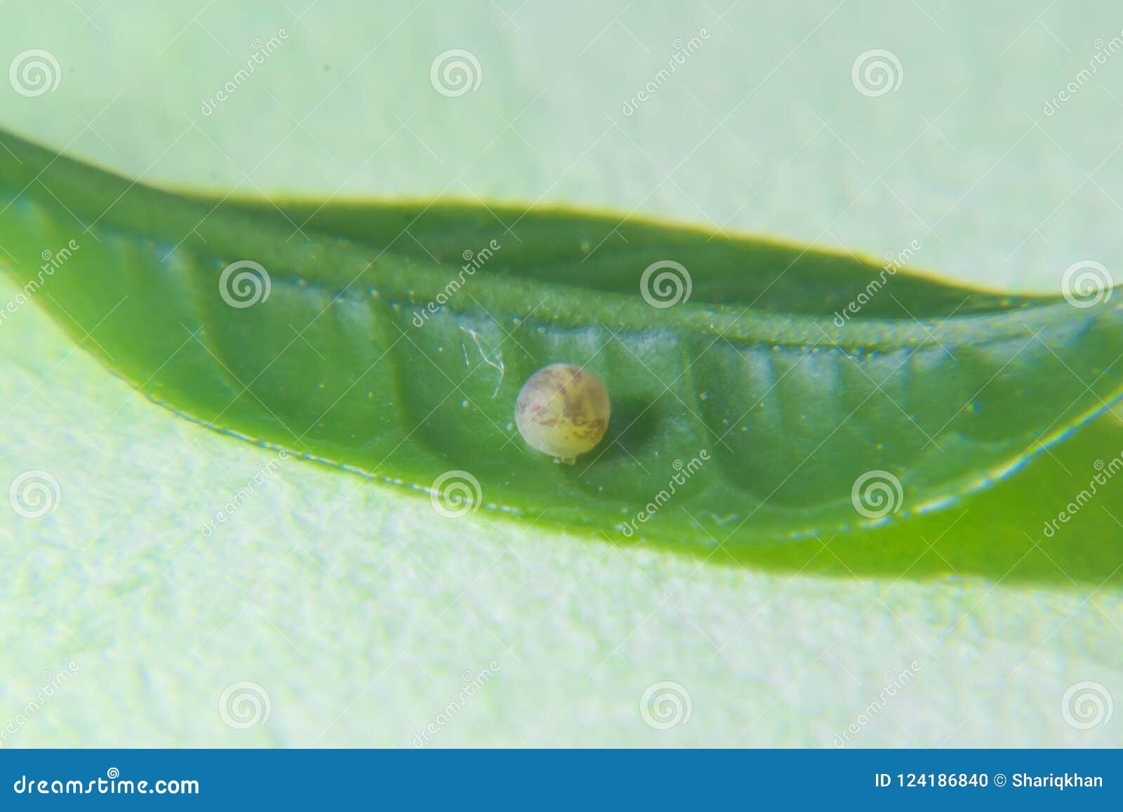 Butterfly Egg on Leaf stock photo. Image of lime, indore 124186840