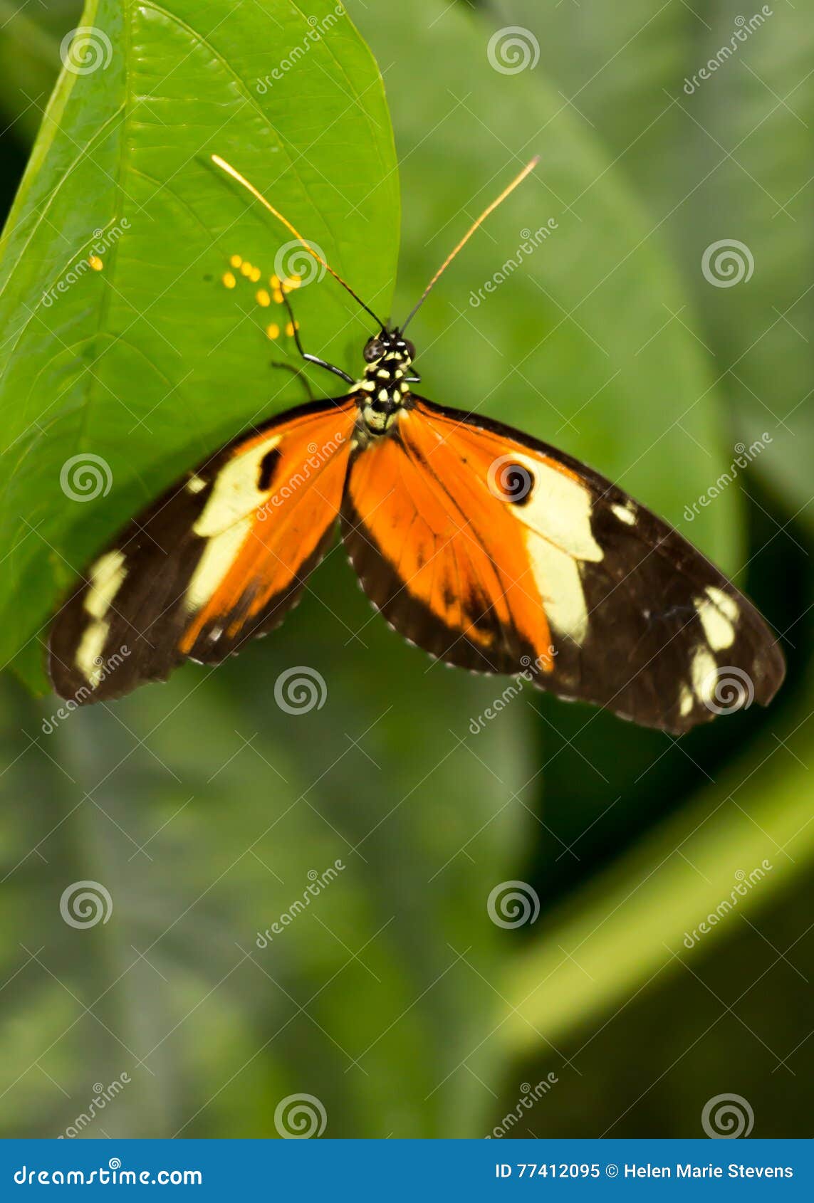 Butterfly and eggs stock image. Image of green, eggs 77412095