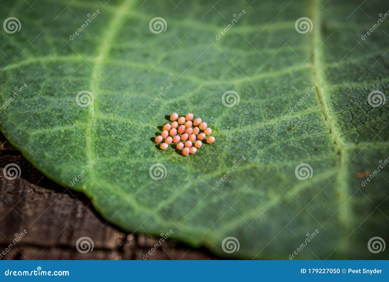 Butterfly Eggs on a Green Leaf Stock Photo Image of food, leaf 179227050