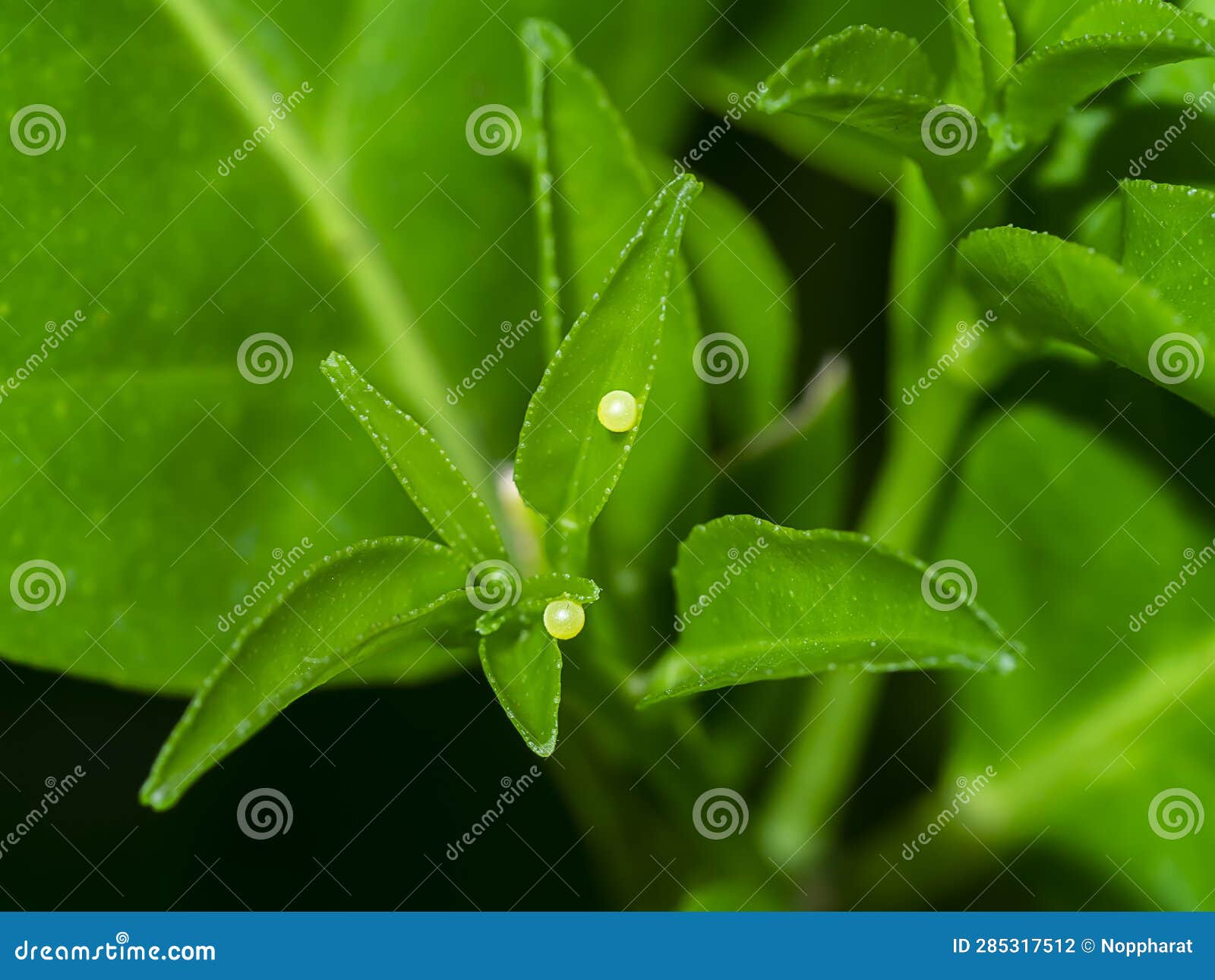 Butterfly Eggs on Leaves of Lemon Tree Stock Photo Image of butterfly