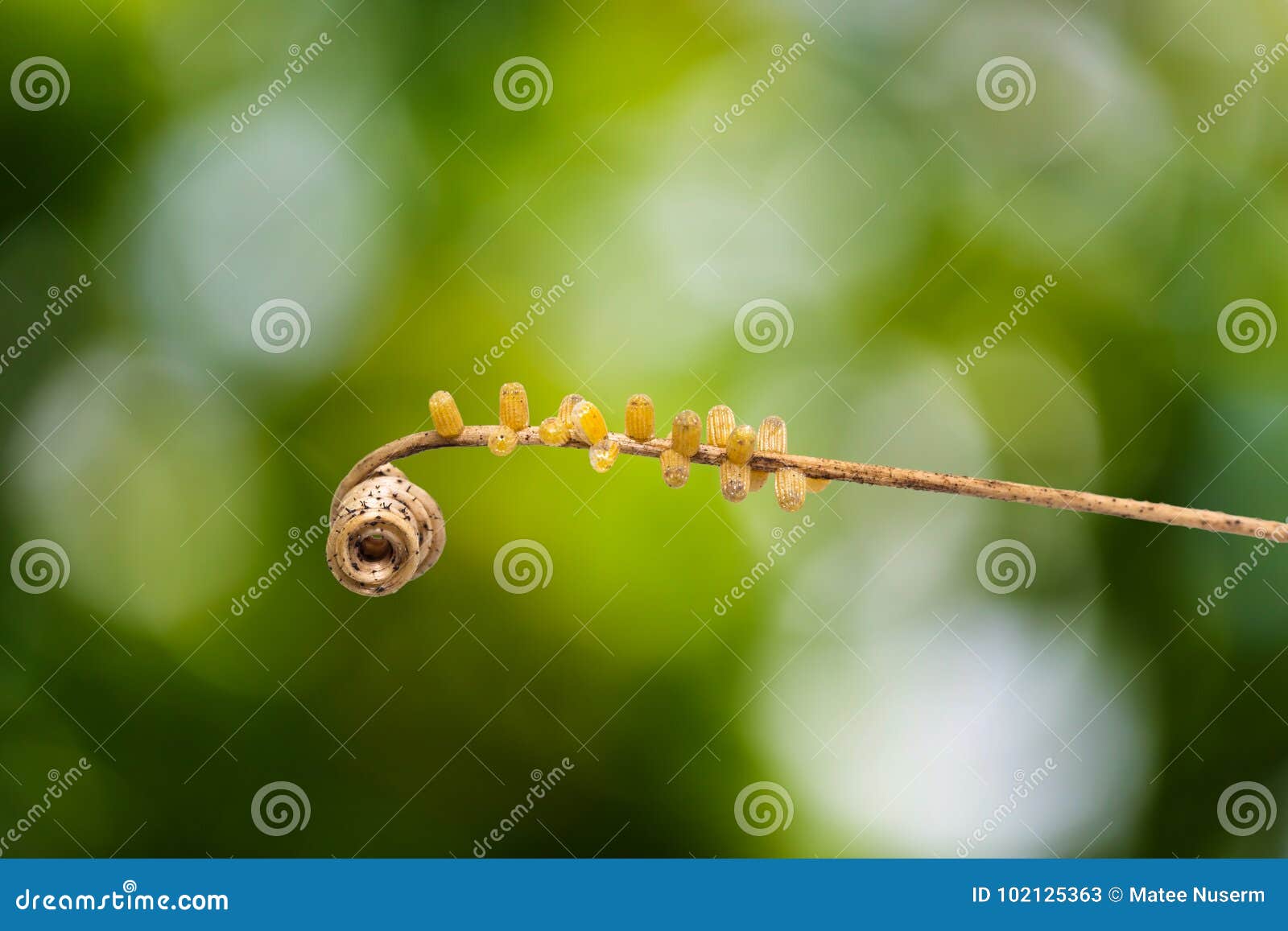 leopard lacewing cethosia cyane euanthes butterfly`s eggs