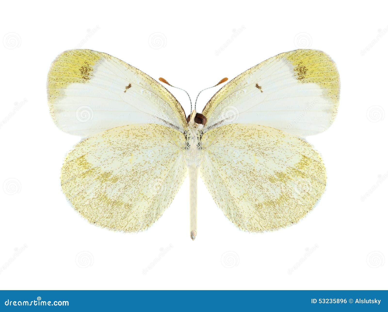 Butterfly Eurema lucina (female) (underside) on a white background