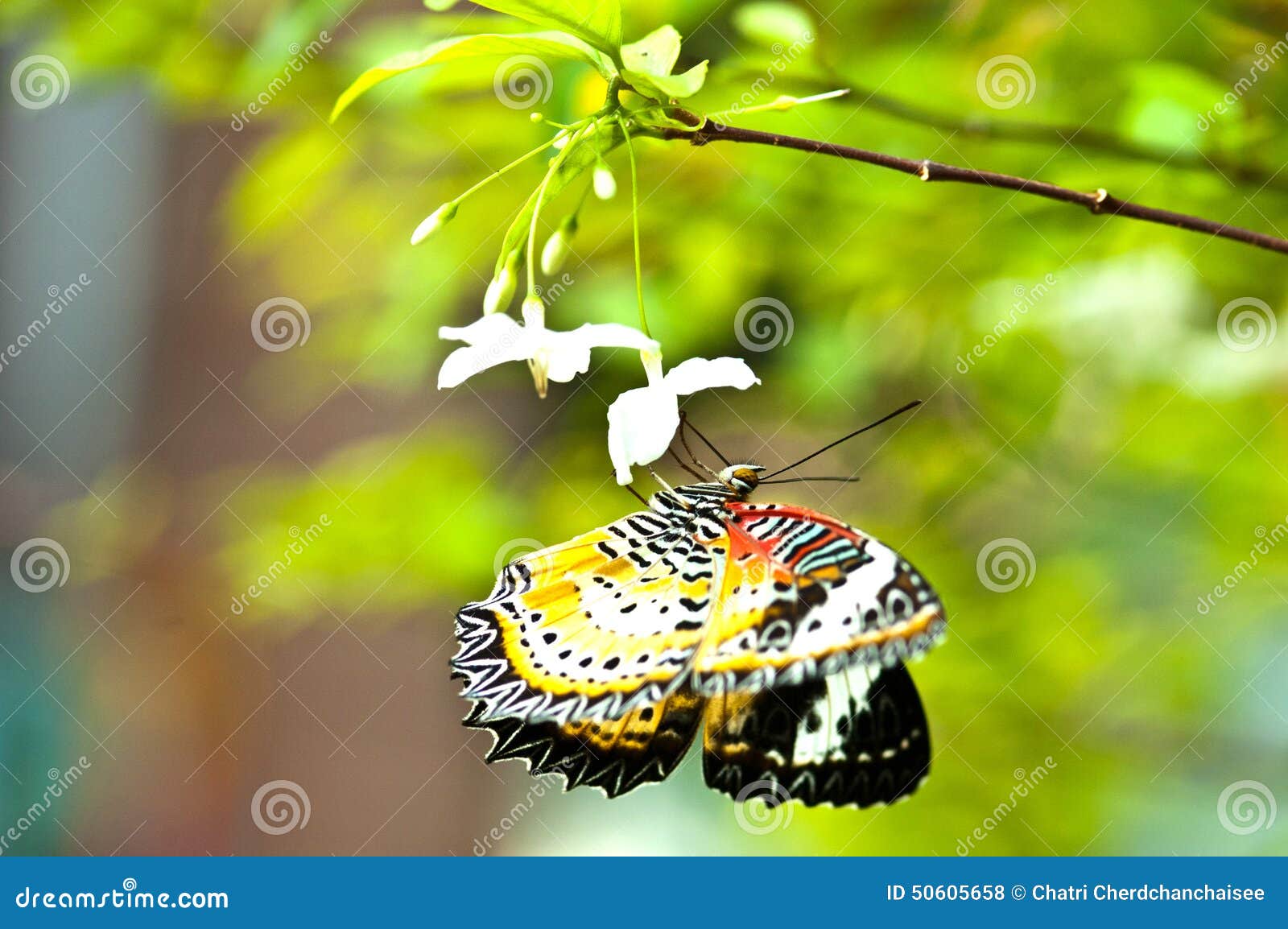 Butterfly ,eye focused stock photo. Image of focused 50605658