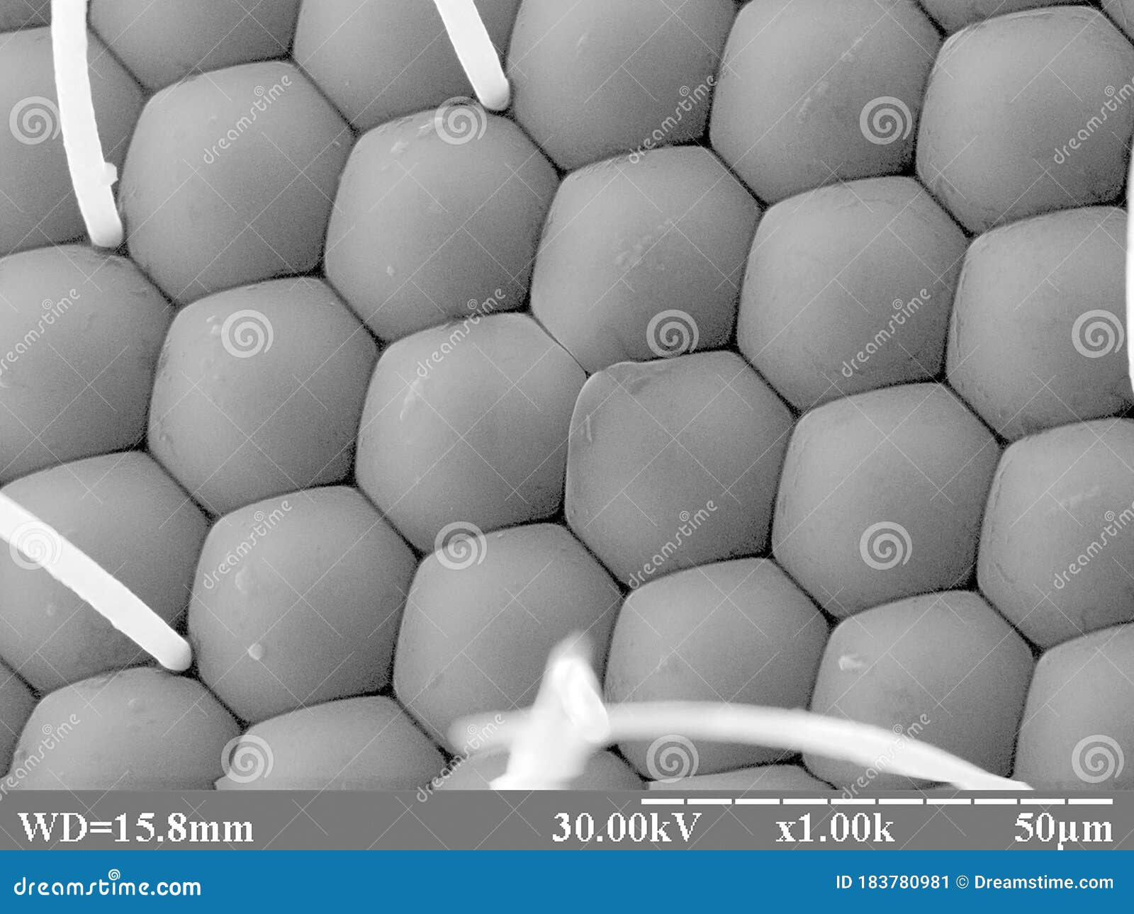 butterfly under microscope