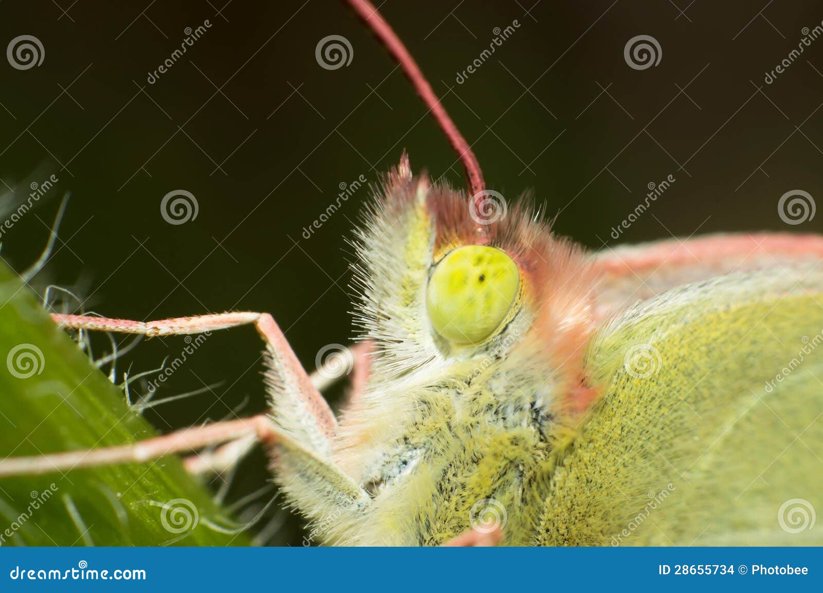Butterfly eyes stock photo. Image of nature, speckle 28655734