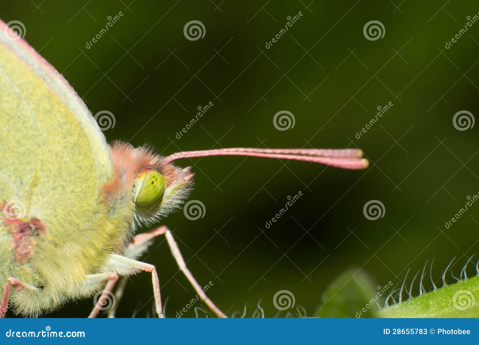 Butterfly eyes stock image. Image of life, antennae, fauna 28655783