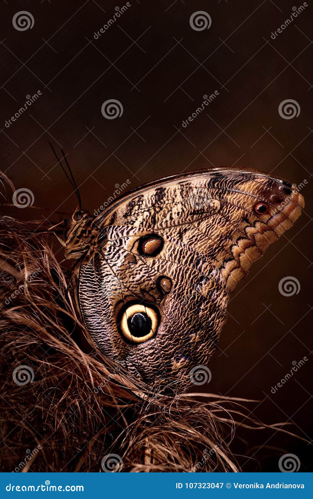 Butterfly, eyes stock image. Image of eyes, macro, butterfly 107323047