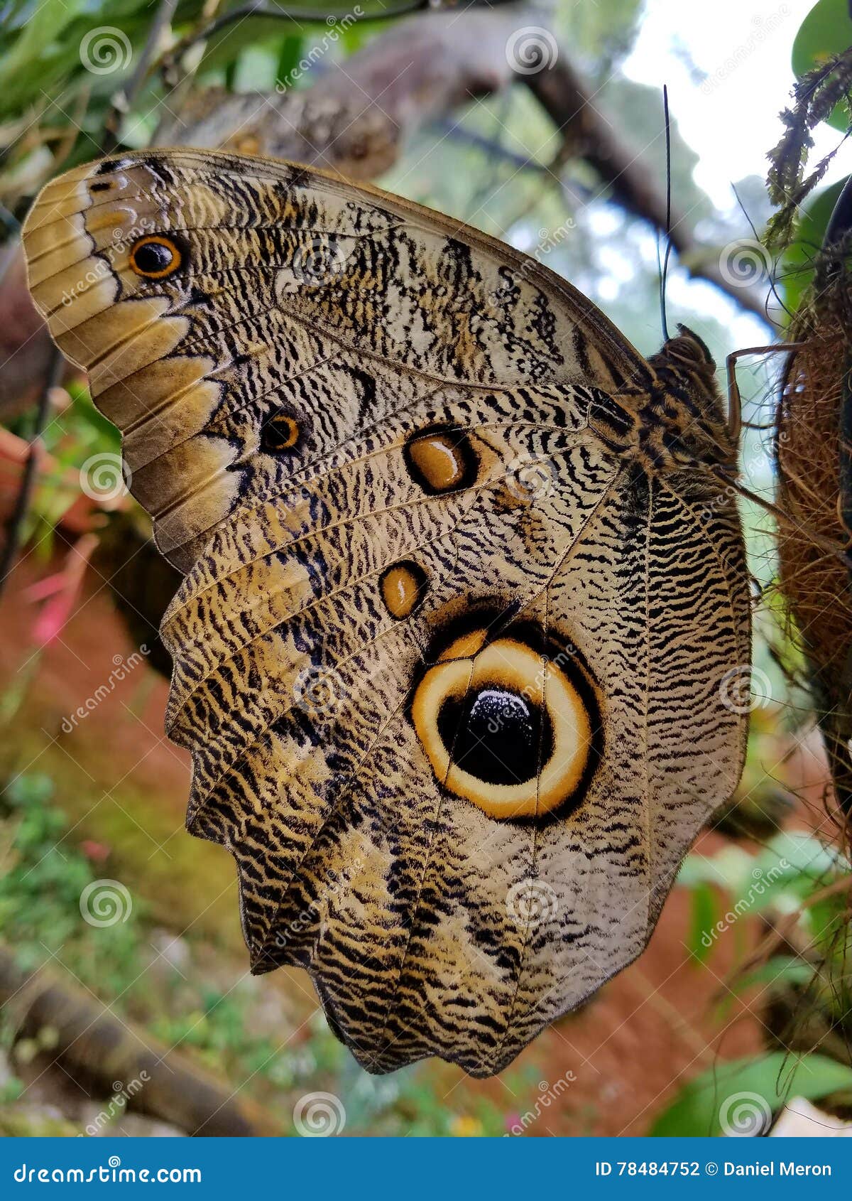 Butterfly eyes stock photo. Image of eyes, butterfly 78484752