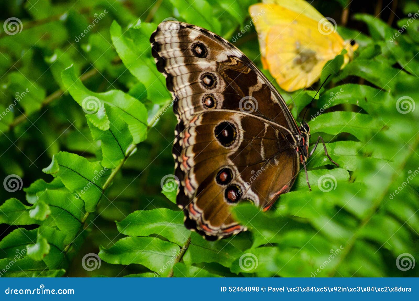 Butterfly eyespots stock photo. Image of green, brown 52464098