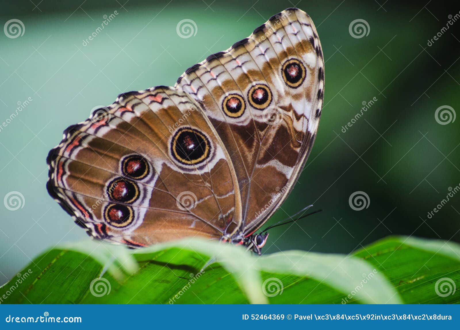 Butterfly eyespots stock image. Image of green, color 52464369