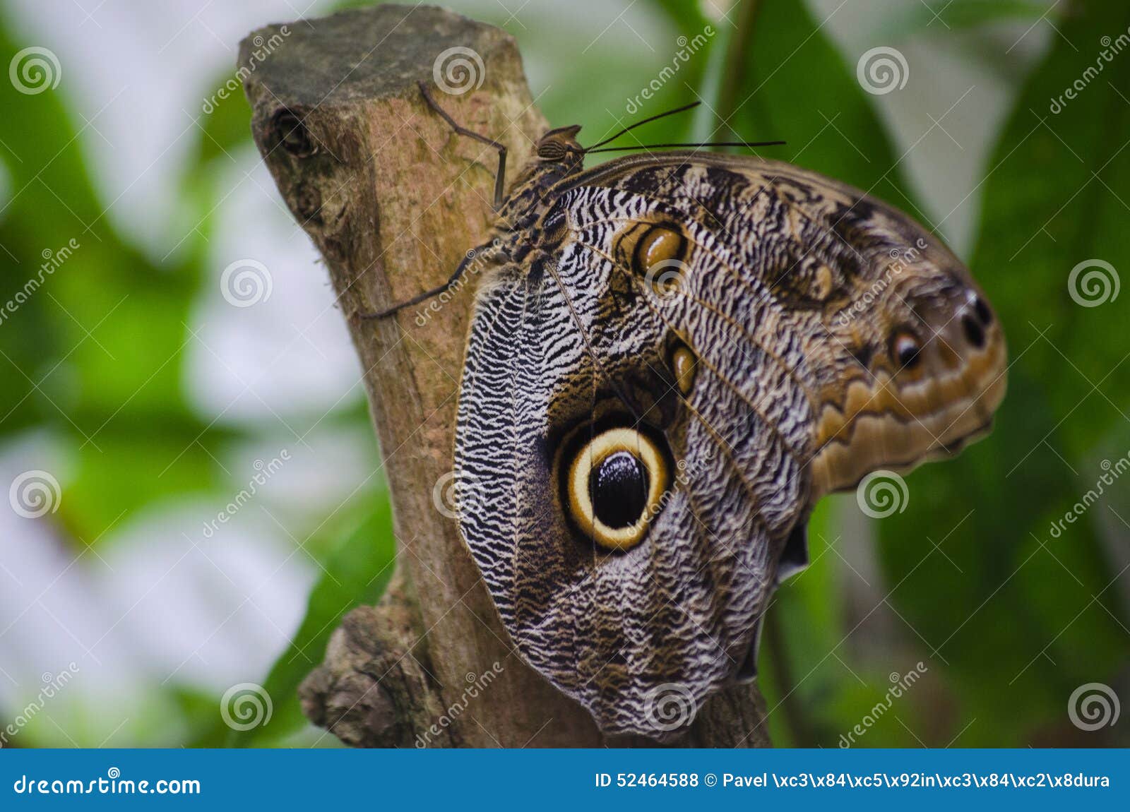 Butterfly eyespots stock photo. Image of forest, animalia 52464588