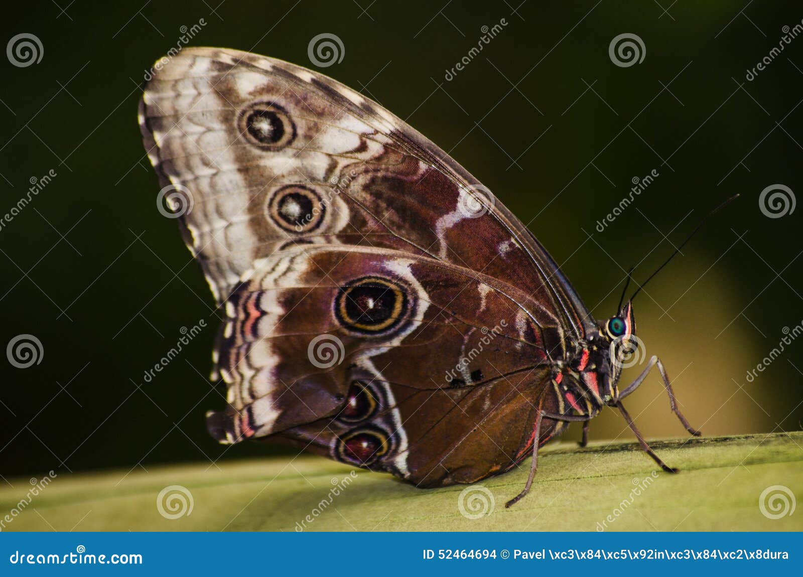 Butterfly eyespots stock photo. Image of iridescent, insect 52464694