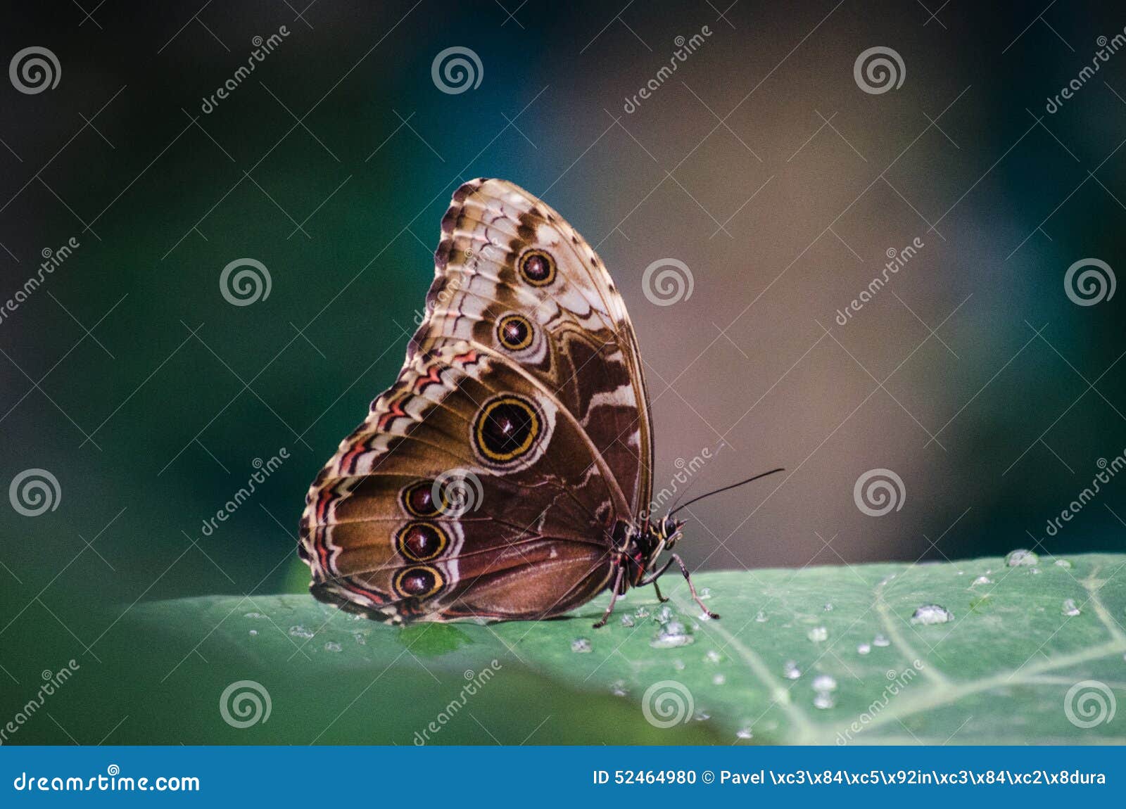 Butterfly eyespots stock photo. Image of eyespots, arthropoda 52464980