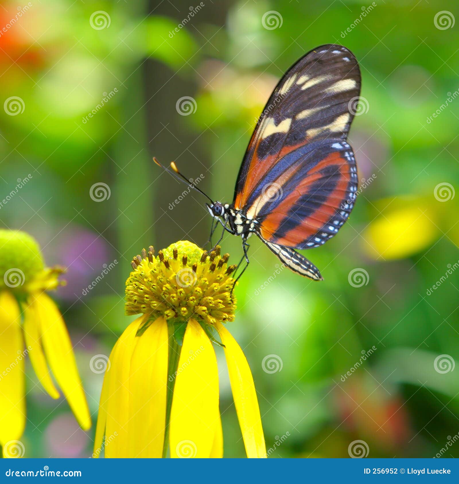 Butterfly Feeding stock photo. Image of corn, closeup, lepidoptera 256952