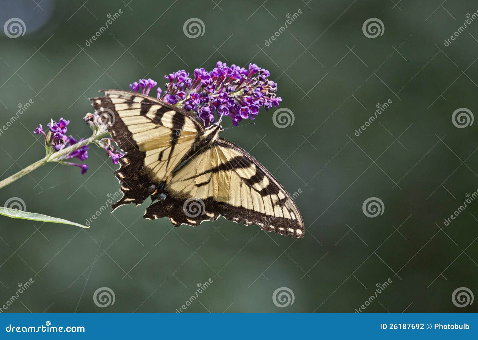 Butterfly Feeding on Floret of Butterfly Bush Stock Photo Image of