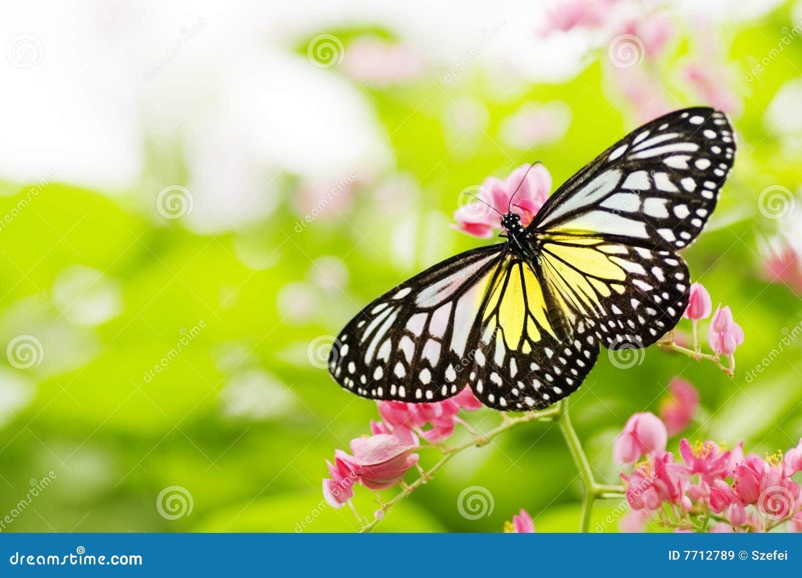 Butterfly Feeding on Flower Stock Image Image of bugs, beauty 7712789