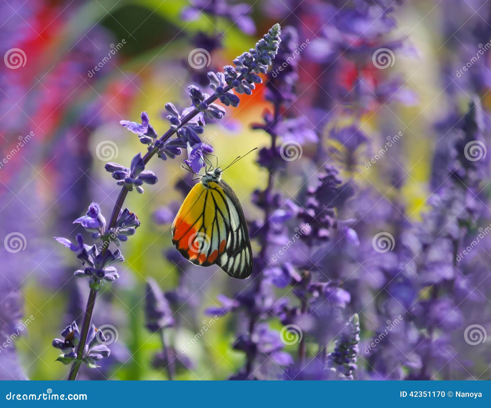 Butterfly Feeding on Flower Stock Photo Image of striking, stunning