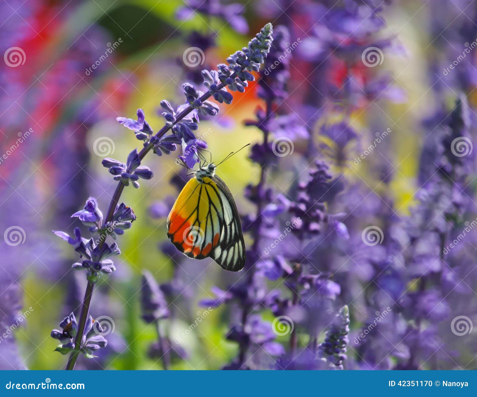 Butterfly feeding on flower. Butterfly feeding on lavender flower