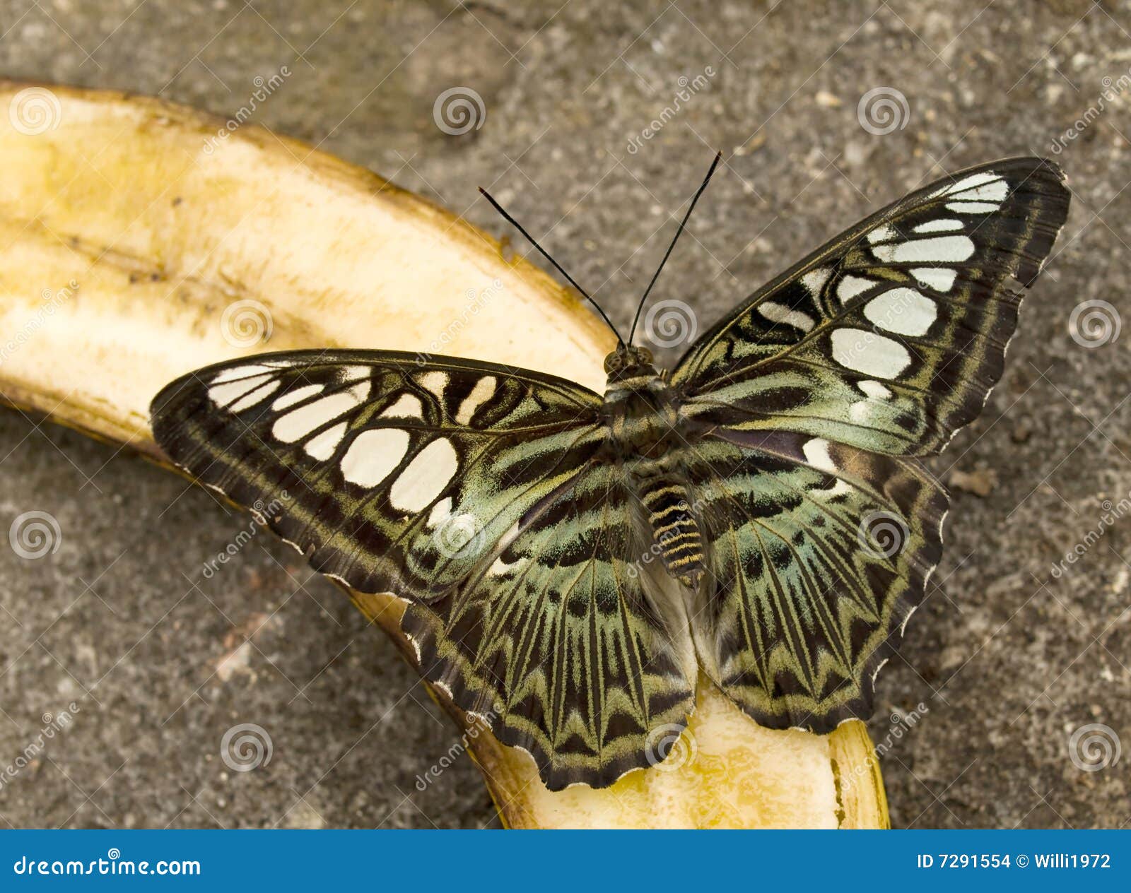 Butterfly feeding on fruit stock photo. Image of banana 7291554