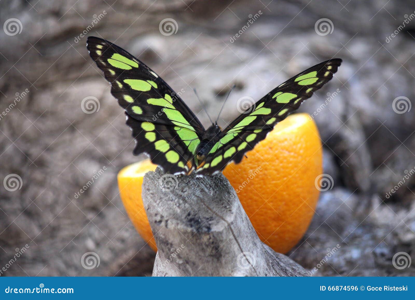 Butterfly feeding stock photo. Image of insect, beauty 66874596