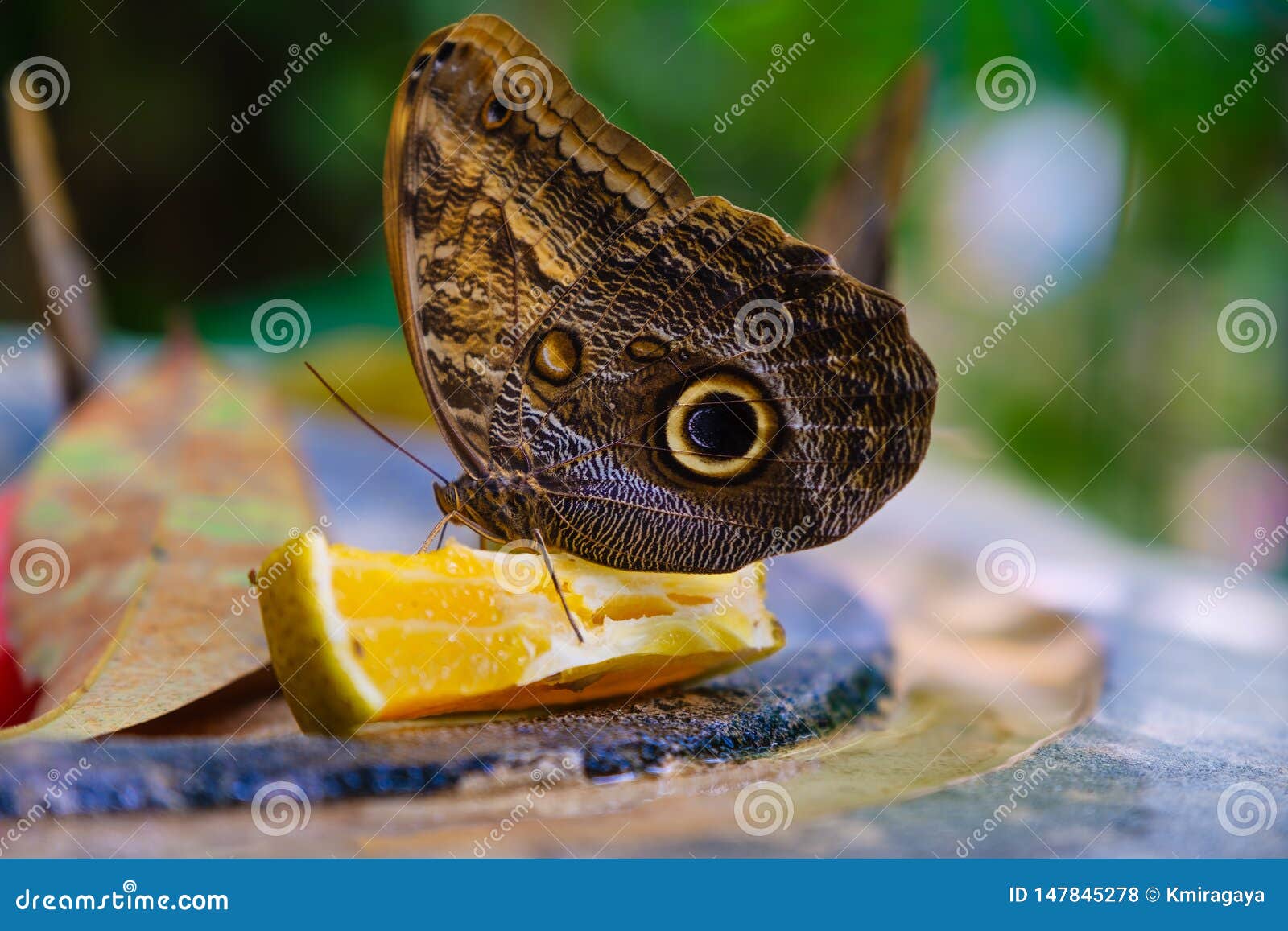 Butterfly Feeding on an Orange Stock Photo Image of fauna, fruit
