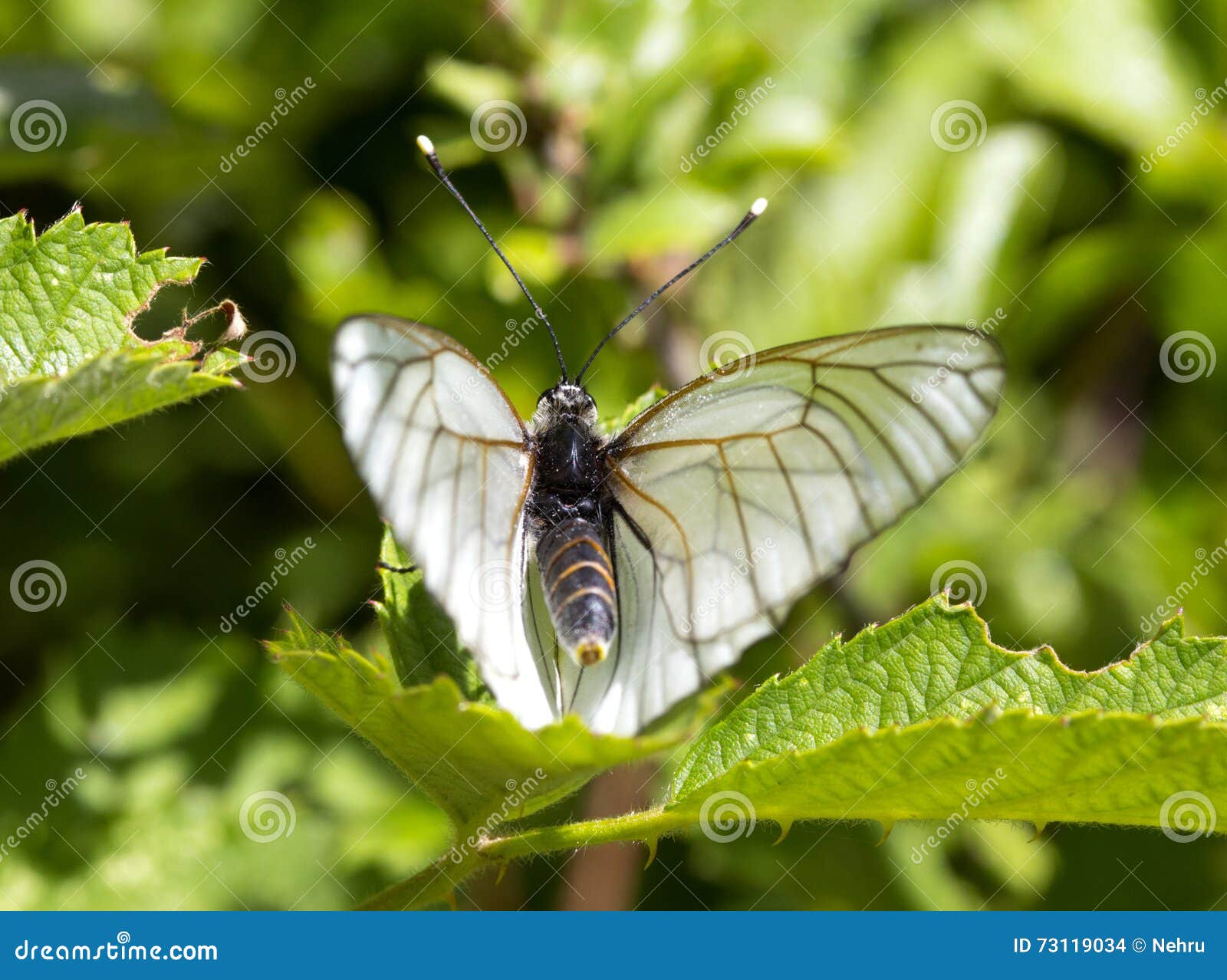 Butterfly Feeding on Plants in a Forest on Sunny Day Stock Photo