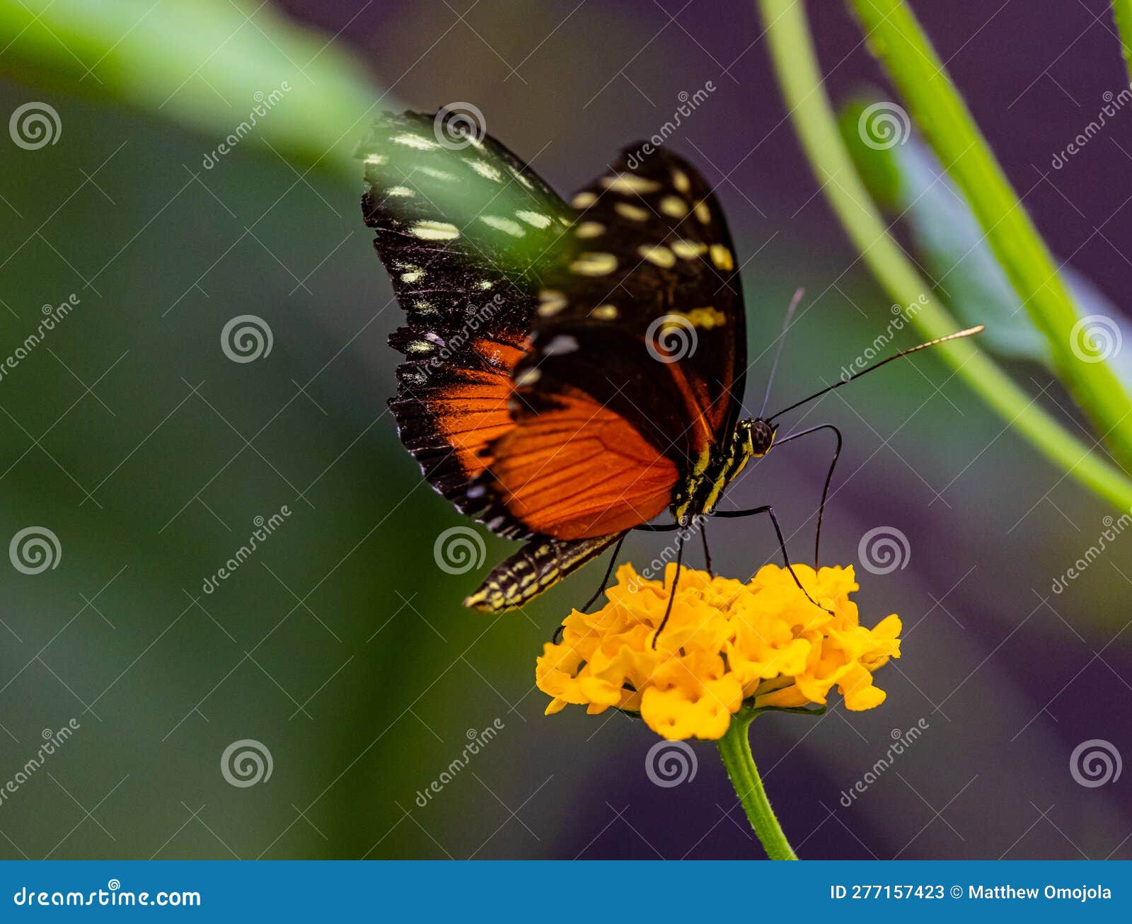 zsl butterfly paradise london zoo. heliconius tithorea on yellow flower