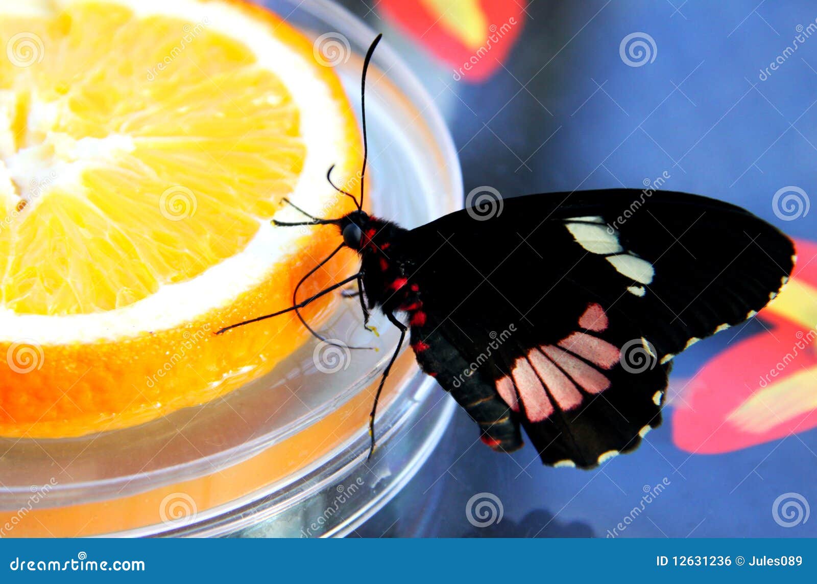 Butterfly Feeding on Slice of Orange Stock Photo Image of feeding