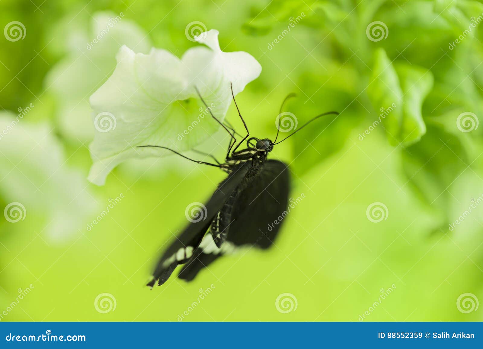 Butterfly Feeding on White Flower Stock Image Image of park, macro