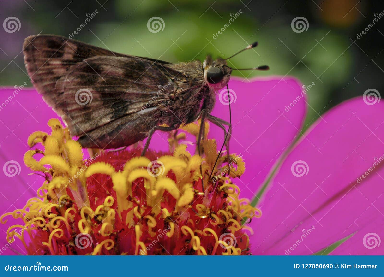 A Butterfly Feeds on a Zinnia Flower. Stock Photo Image of flowers, closeup 127850690
