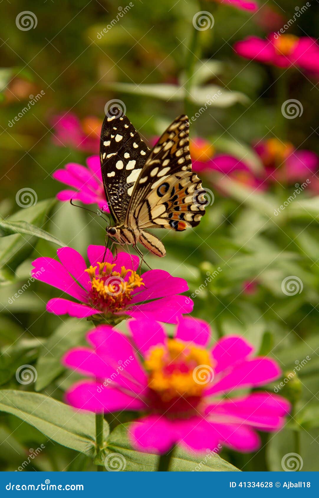 Butterfly Feeding on Zinnia Flower Stock Photo Image of leaves, flora 41334628