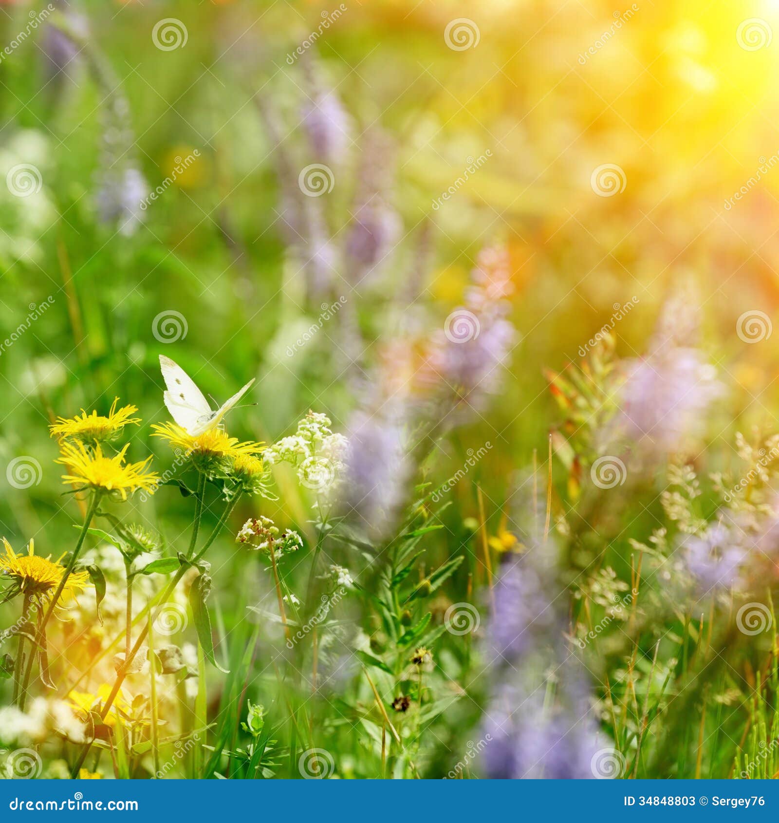 Butterfly on Field Flowers and Sun Stock Image Image of detail