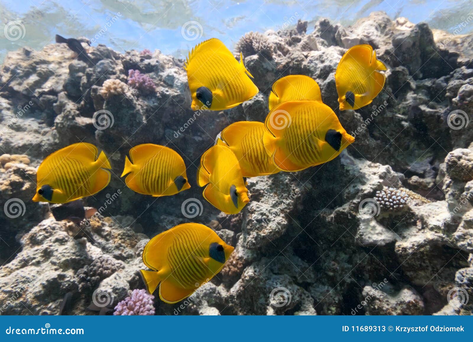 Butterfly Fish on the Coral Reef Stock Image Image of shoal
