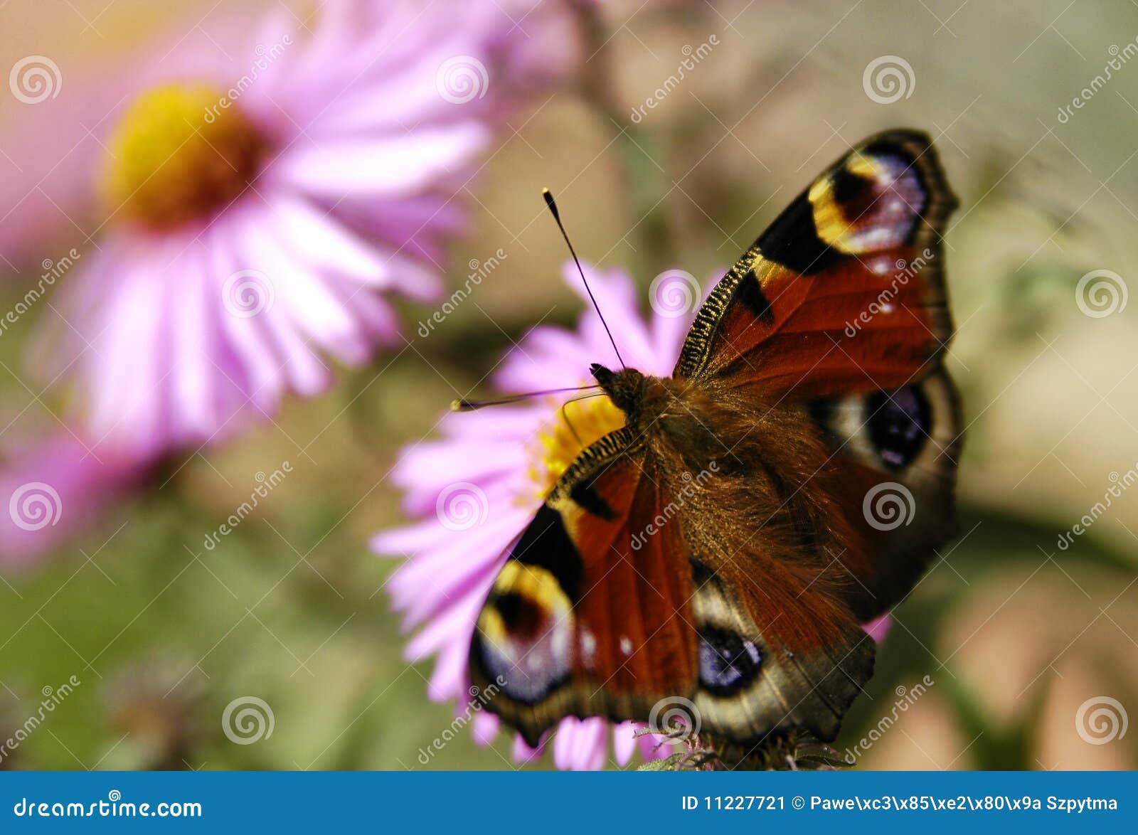 Butterfly on the flower stock image. Image of colorful - 11227721