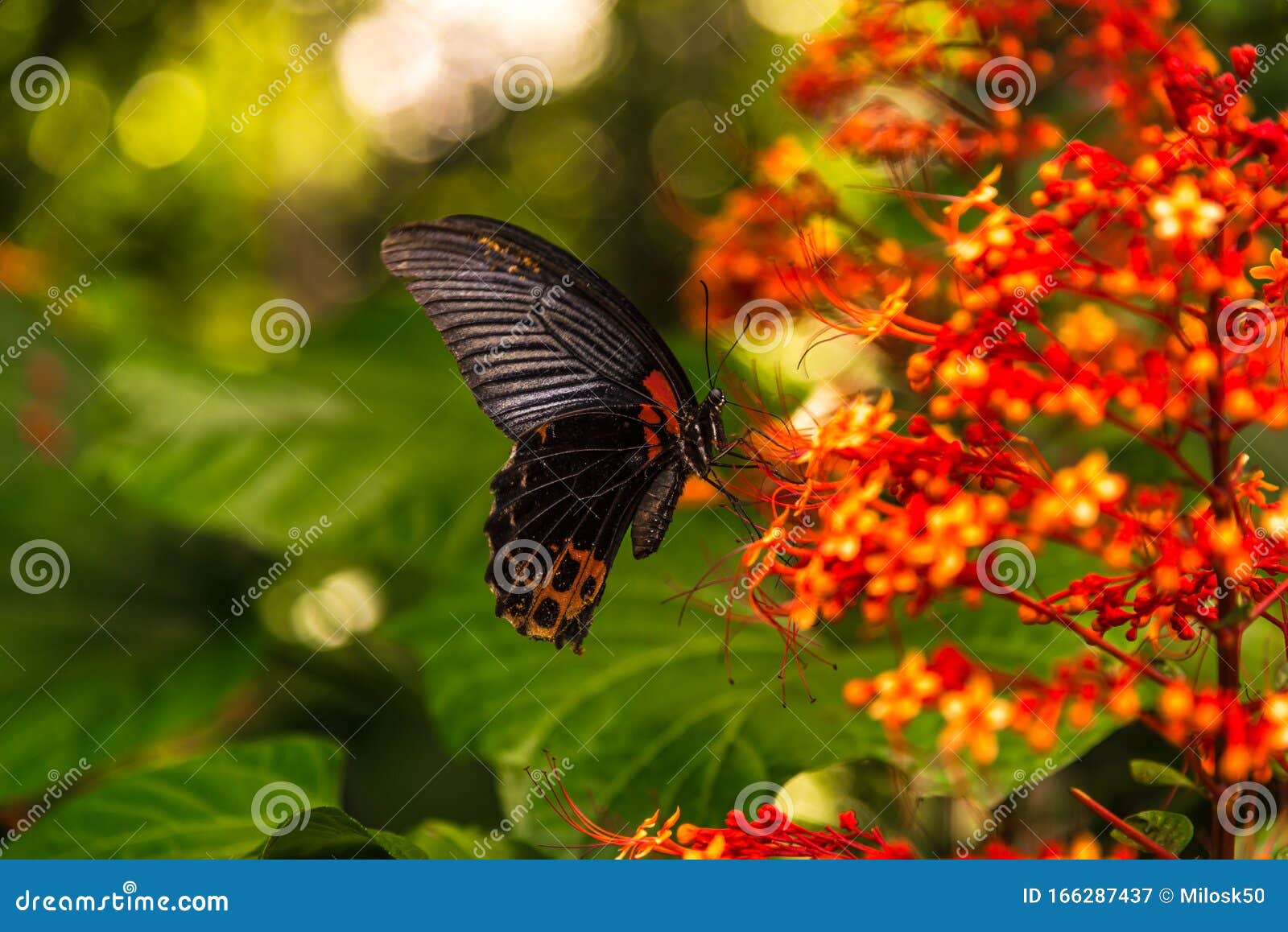 Butterfly at the Flower Bangladesh Stock Image Image of bengal