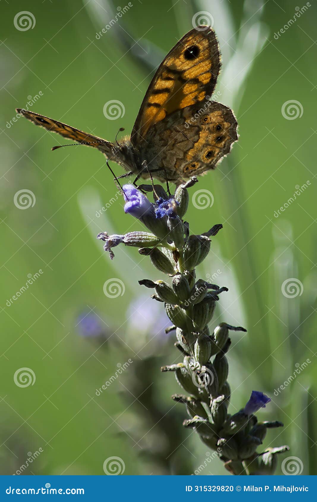 butterfly on a flower