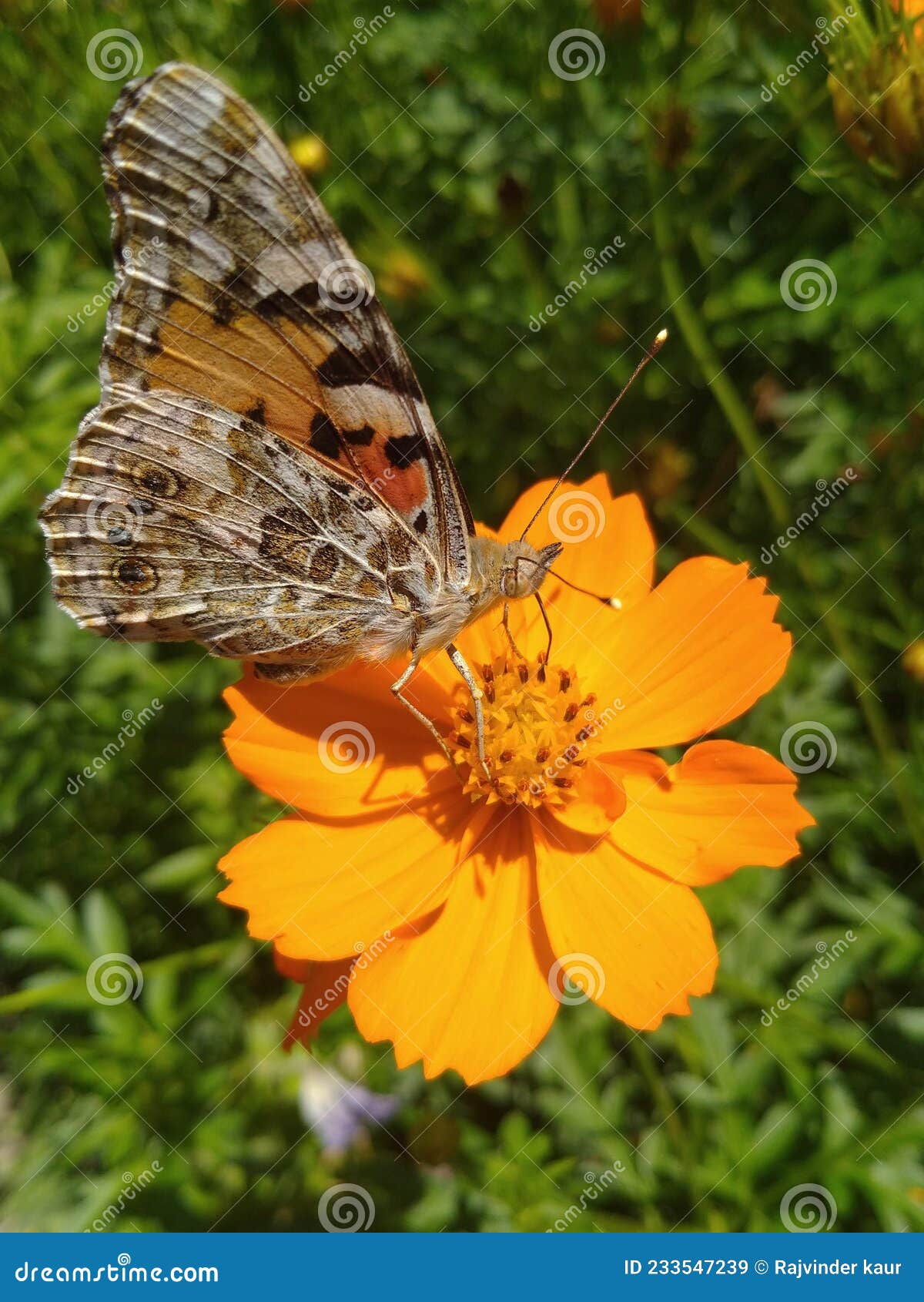 Butterfly Flower Colour Nature Honey ðŸ ¯ Hardwork Sunbath Stock Image