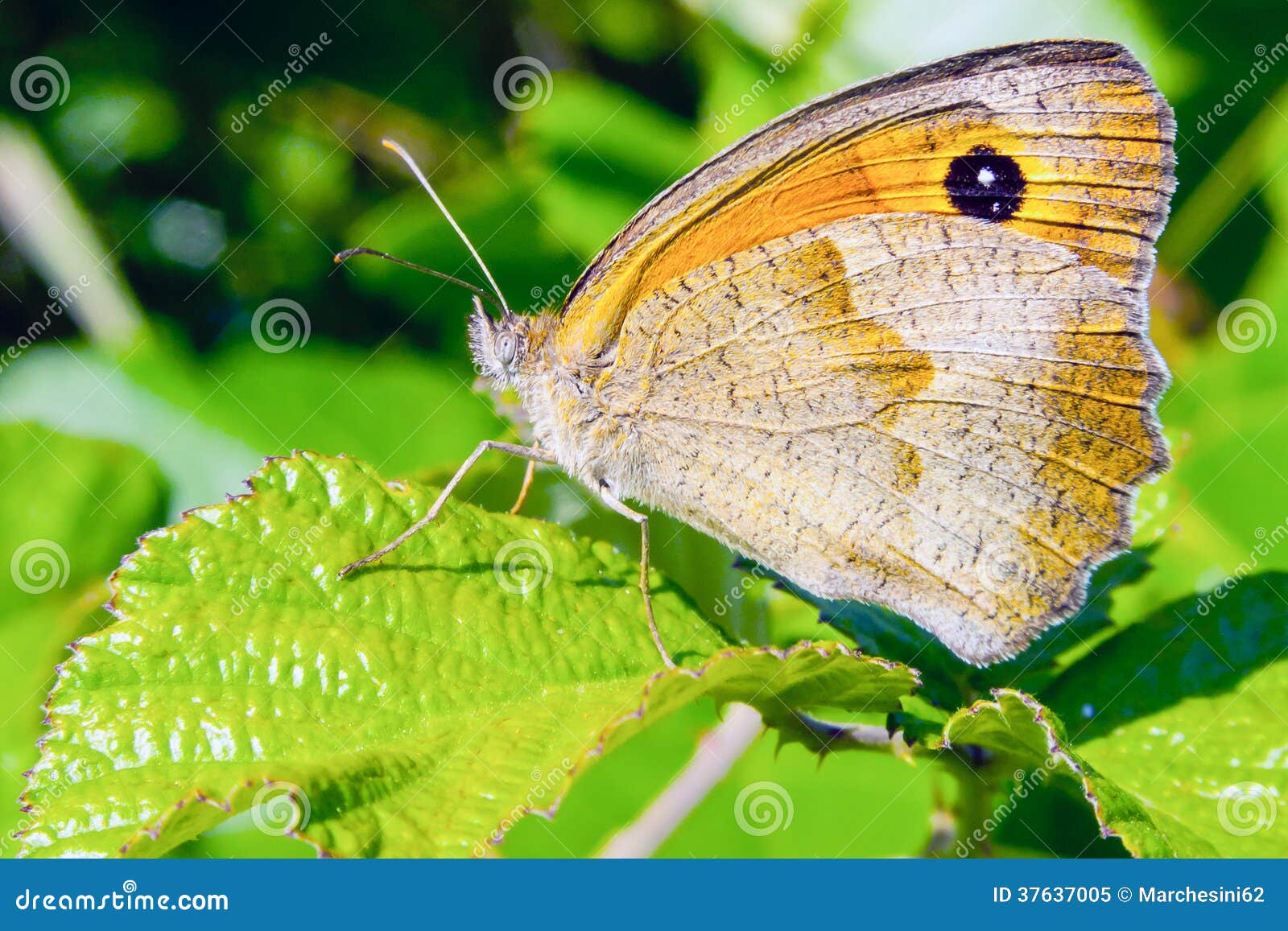 Butterfly on a flower stock image. Image of wildlife 37637005