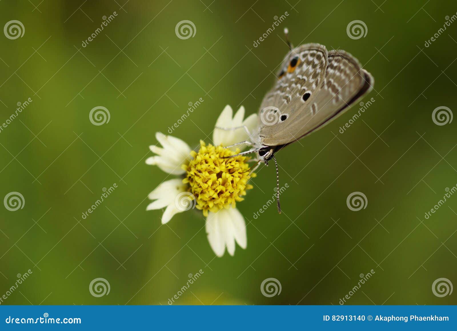 Butterfly stock photo. Image of eyesight, insect, alone 82913140