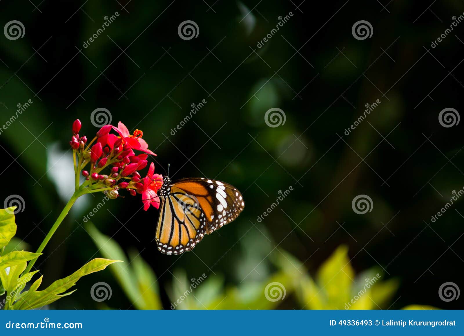 Butterfly and flower. One butterfly and pind flower