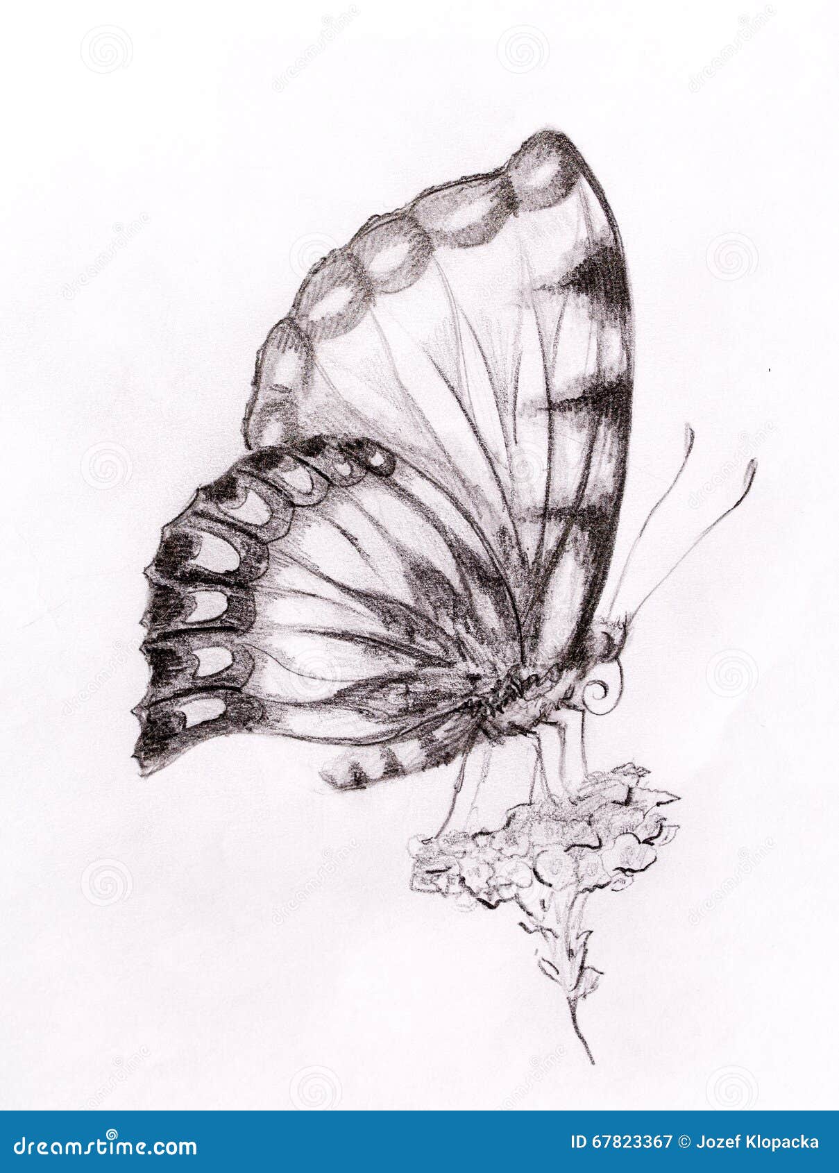 Butterfly with Flower. Original Hand Draw. White Background. Stock