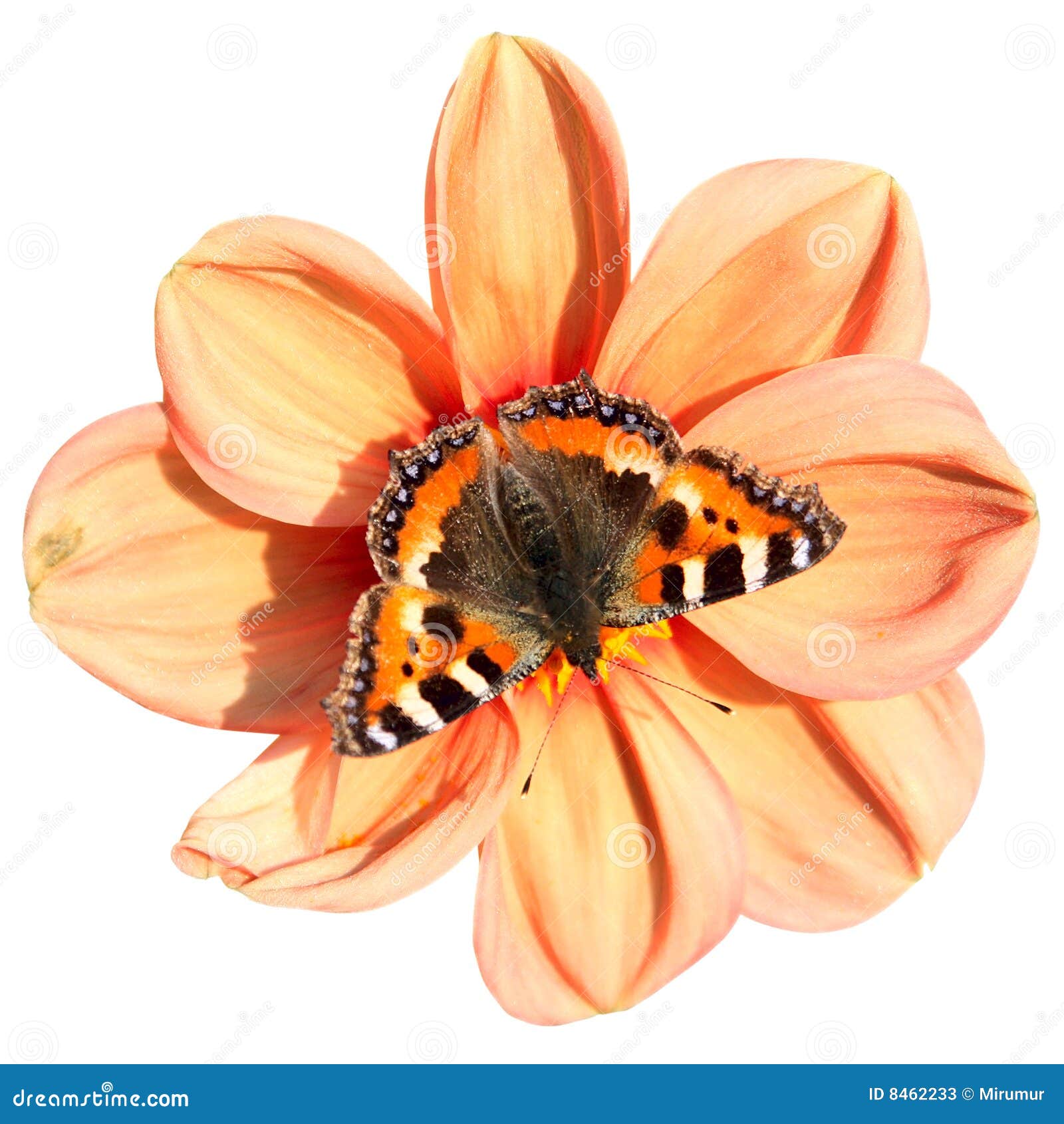 Butterfly And Flower Outline